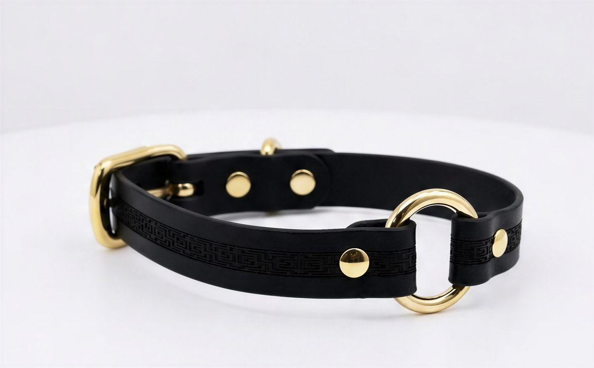 A black leather dog collar with gold hardware, including a buckle and two circular buckles, is shown against a white background.