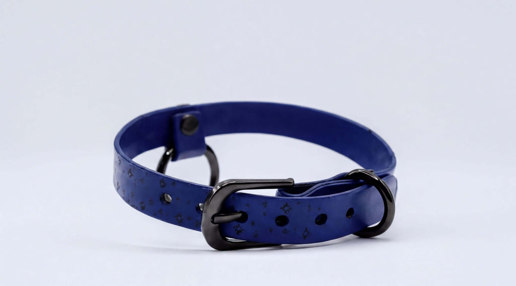 A blue collar with a black buckle and star-patterned design.