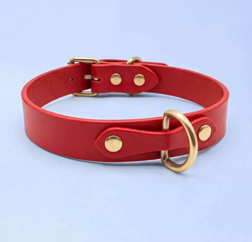A red leather collar with a gold buckle and a metal ring is shown against a light blue background.